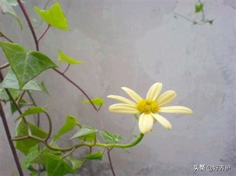 常春藤開花|常春藤開花嗎？常春藤為什麼很少開花，原來原因在這裡！